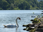 FZ016590 Mute Swans (Cygnus olor) by campsite.jpg